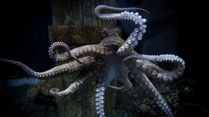 octopus-photos-rambo